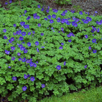 Geranium 'Johnson's Blue'