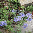 Veronica liwanensis: Bild 2/3