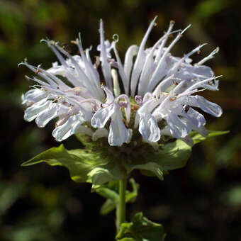 Monarda 'Schneewittchen'