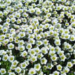 Saxifraga arendsii 'Frühlingsschnee': Bild 1/2