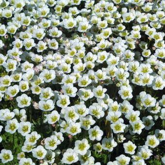 Saxifraga arendsii 'Frühlingsschnee'