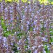 Nepeta grandiflora 'Blue Danube': Bild 3/5