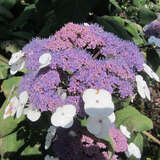 Hydrangea aspera sargentiana - Schirmhortensie