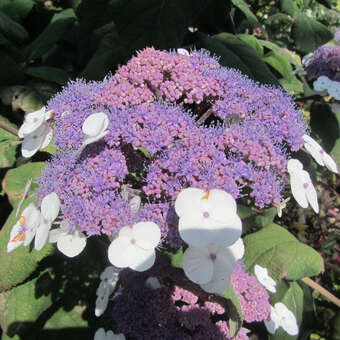 Hydrangea aspera sargentiana