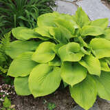 Hosta 'Sum and Substance' - Funkie, Herzlilie