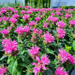 Monarda 'Melua Pink': Bild 2/2