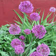 Allium aflatunense: Bild 5/7