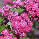 Crataegus laevigata 'Pauls Scarlet' - Rotdorn