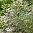 Melica ciliata: Bild 3/7