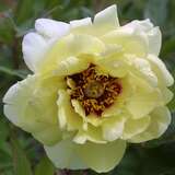 Paeonia Itoh-Hybr. 'Yellow Waterlily' - Pfingstrose Intersectional-Hybride