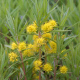 Lysimachia thyrsiflora - Goldfelberich