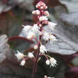 Heucherella 'Twilight': Bild 3/5