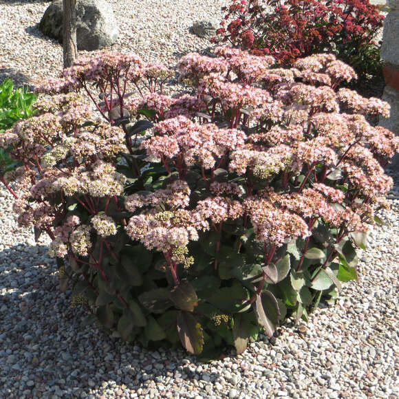 Sedum 'Matrona': Bild 9/9