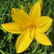 Hemerocallis middendorffii: Bild 1/2