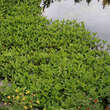 Menyanthes trifoliata: Bild 4/4