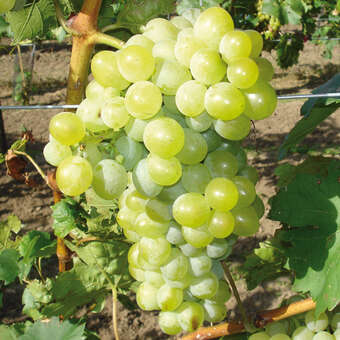 Vitis vinif. 'Aron'