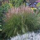 Miscanthus sinensis 'Kleine Silberspinne' - Chinaschilf
