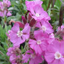 Silene dioica 'Rollies Favorite' - Leimkraut