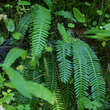 Blechnum spicant: Bild 4/4