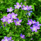 Geranium sylvaticum 'Mayflower' - Wald-Storchschnabel