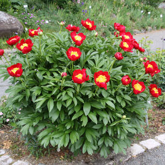 Paeonia peregrina 'Fire King'