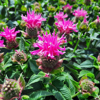 Monarda 'Melua Pink'