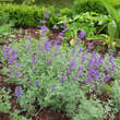 Nepeta faassenii: Bild 4/7