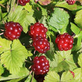 Rubus arcticus 'Linda' - Allackerbeere