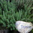 Thymus vulgaris: Bild 2/4