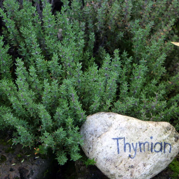 Thymus vulgaris: Bild 2/4 Thymus vulgaris: Bild 2/4