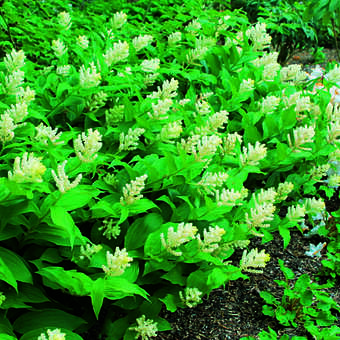 Smilacina racemosa