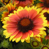 Gaillardia 'Arizona Sun' - Kokardenblume