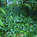 Kirschlorbeer - Prunus laurocerasus 'Mount Vernon'
