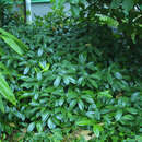 Prunus laurocerasus 'Mount Vernon' - Kirschlorbeer