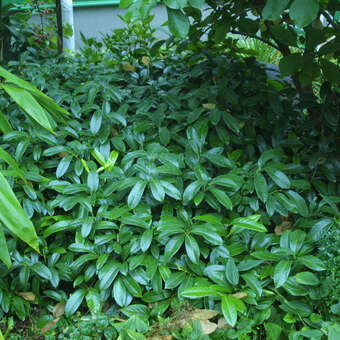 Prunus laurocerasus 'Mount Vernon'