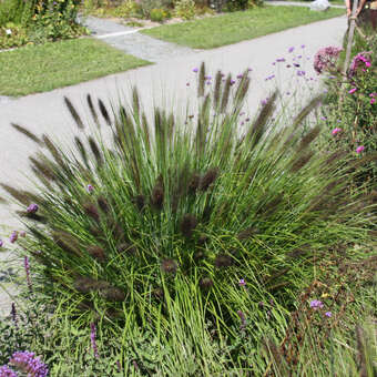 Pennisetum alopecuroides 'Moudry'