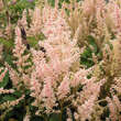 Astilbe arendsii 'Look At Me': Bild 2/3