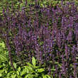 Agastache 'After Eight': Bild 3/4