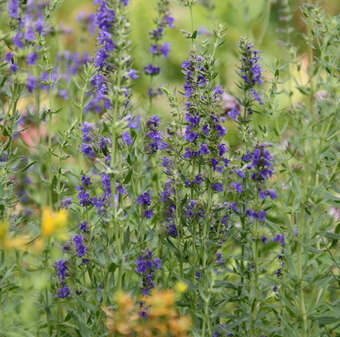 Hyssopus officinalis