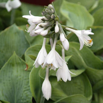 Hosta 'Elegans' (H. sieboldiana)