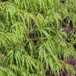 Acer palmatum 'Dissectum': Bild 3/9