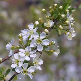 Prunus fruticosa