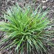 Luzula pilosa 'Igel': Bild 2/3