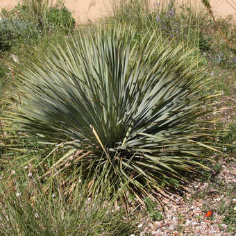 Yucca glauca