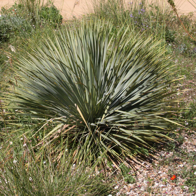 Blaugrne Palmlilie (Yucca glauca) grn/wei kaufen | Praskac