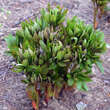 Paeonia lactifl. 'Edulis Superba': Bild 3/3