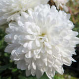 Chrysanthemum koreanum 'Wee Willie' - Herbstchrysantheme
