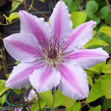 Clematis 'Nelly Moser' - Waldrebe, Großblumige Garten-Clematis