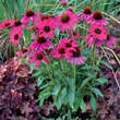 Echinacea purpurea 'Dixie Belle': Bild 3/3