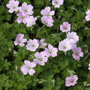 Geranium 'Dreamland' - Storchschnabel